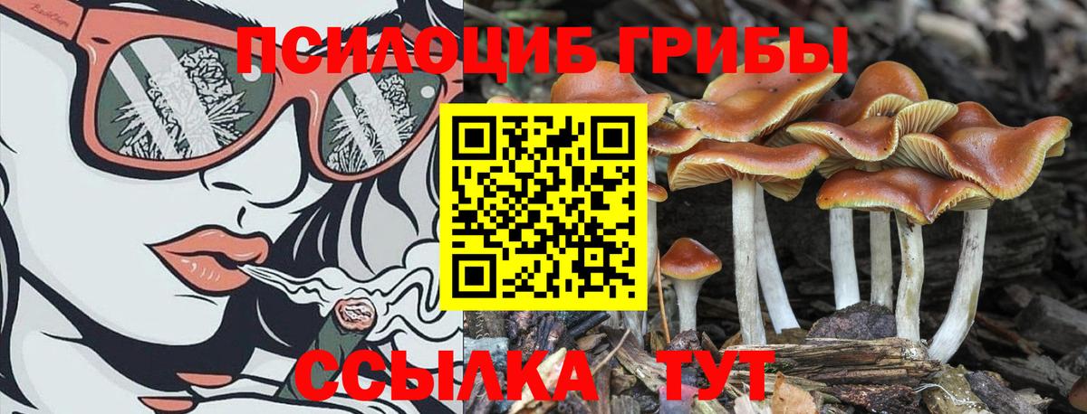 Кызыл  наркота  Вход с VPN  Галлюциногенные грибы Psilocybe  Псилоцибиновые грибы MAGIC MUSHROOMS 